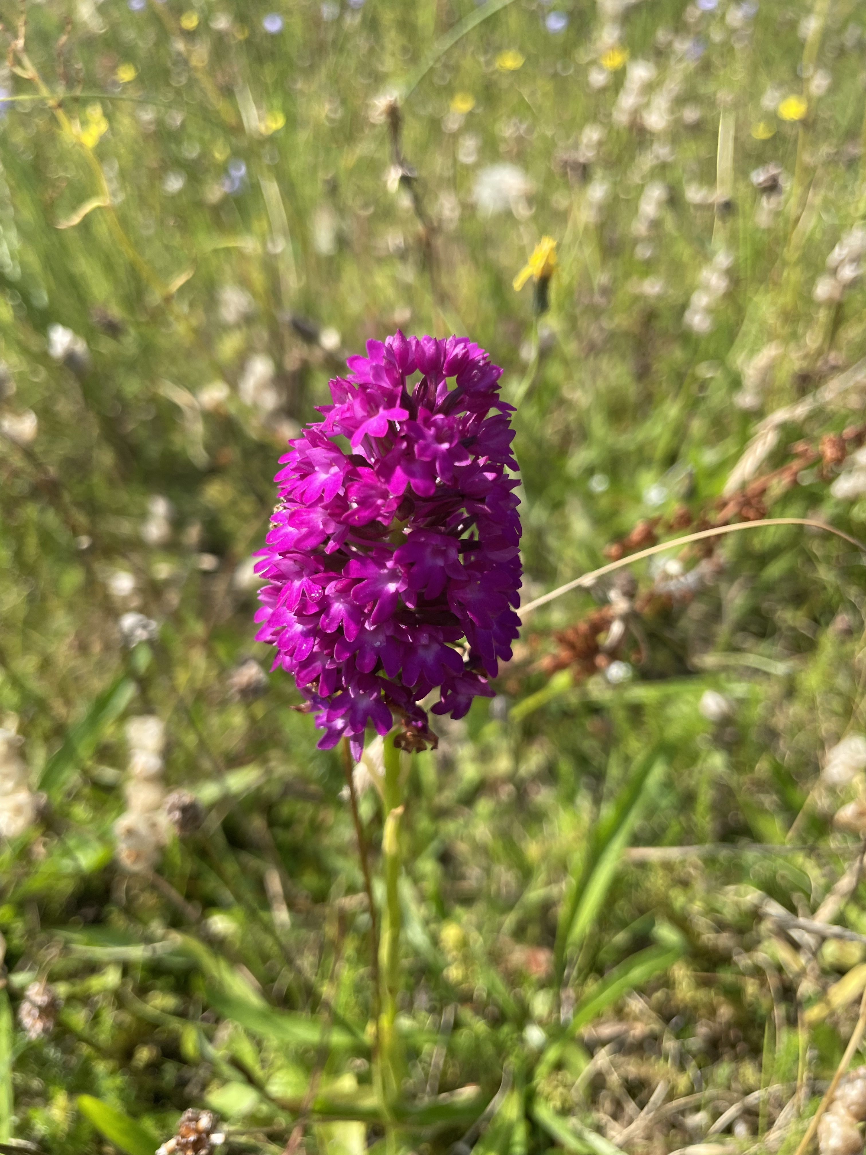 Orchid